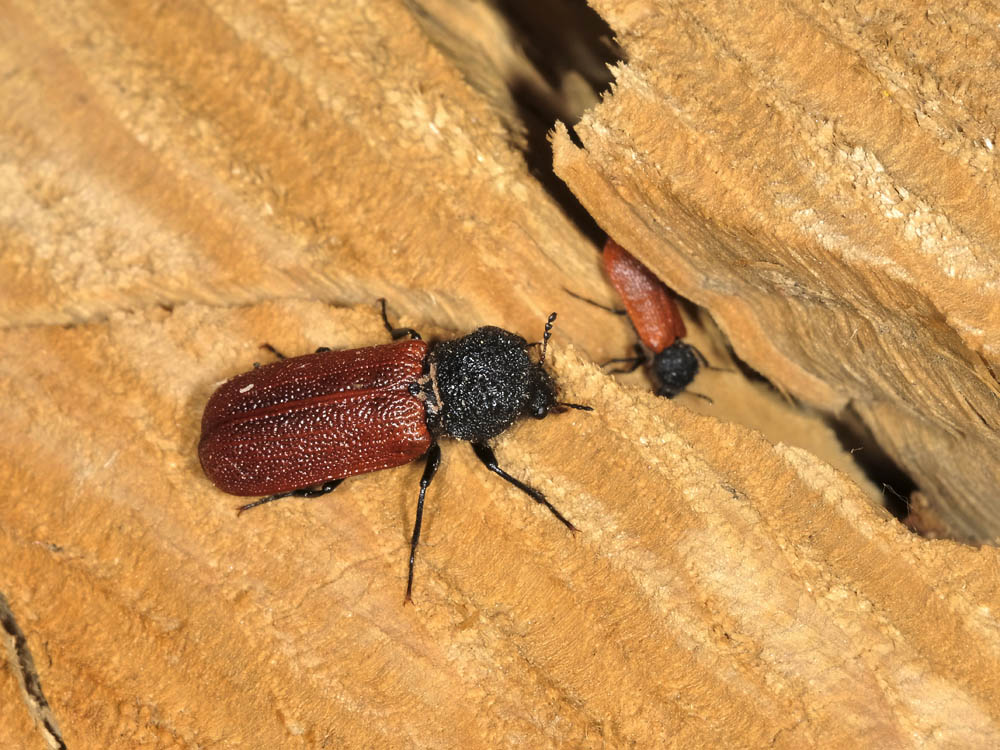 bostrichus capucinus con  piccolo